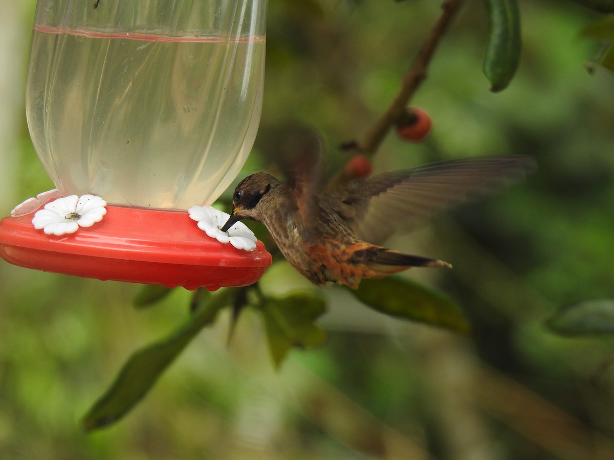 Brown Violetear - ML635775868