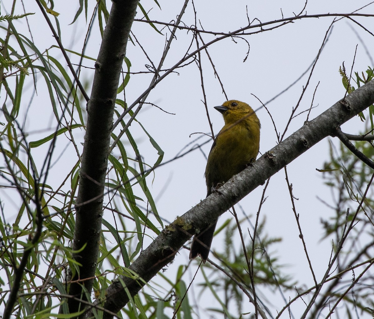 Yellow-headed Brushfinch - ML635775888