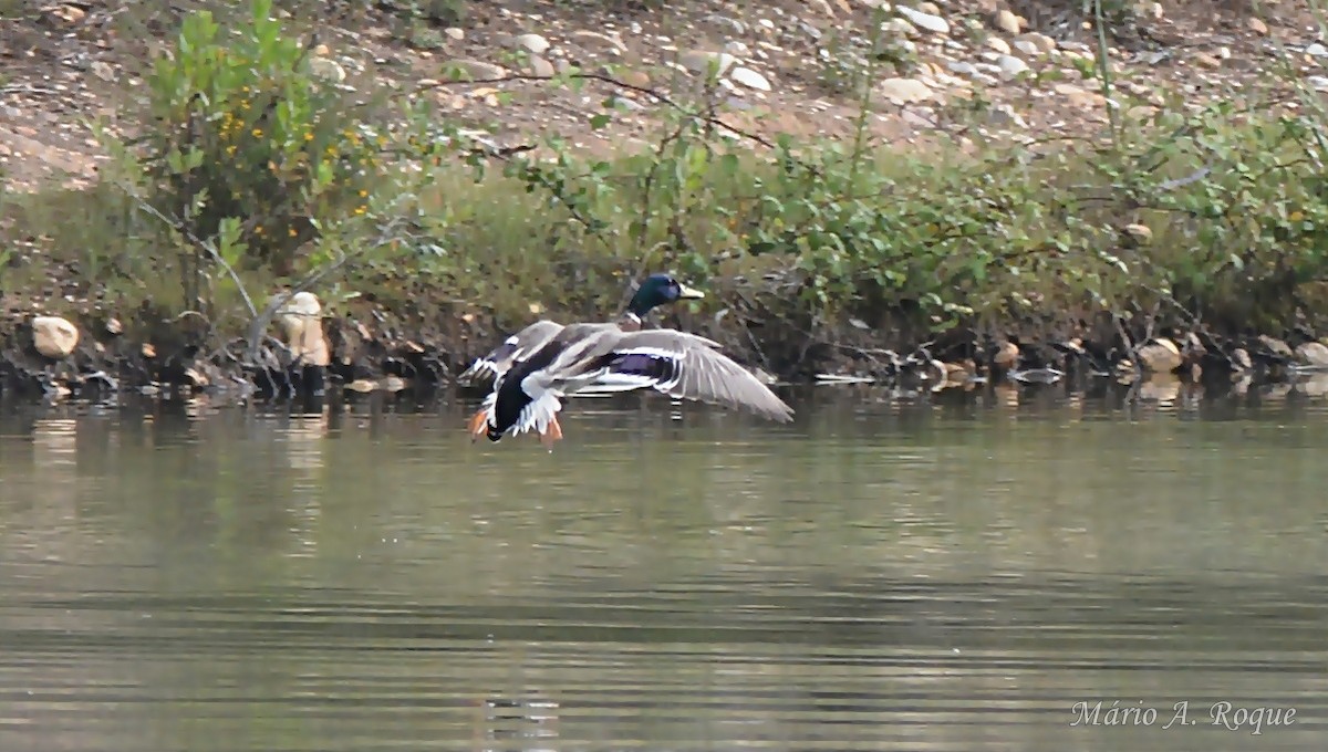 Mallard - ML635775945