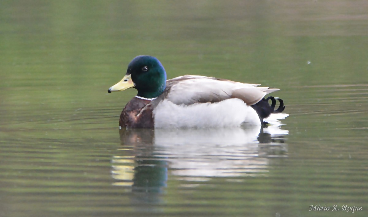 Mallard - ML635775946