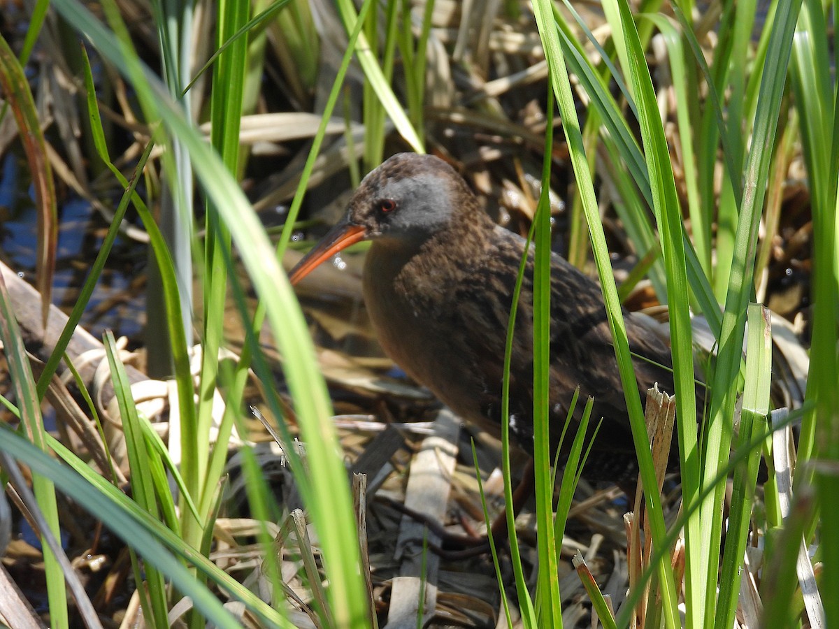 Virginia Rail - ML635775992