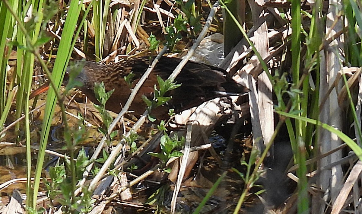 Virginia Rail - ML635776021