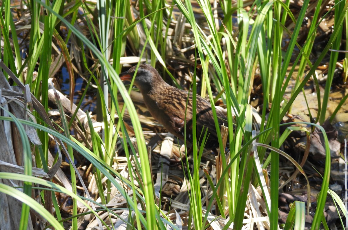 Virginia Rail - ML635776022