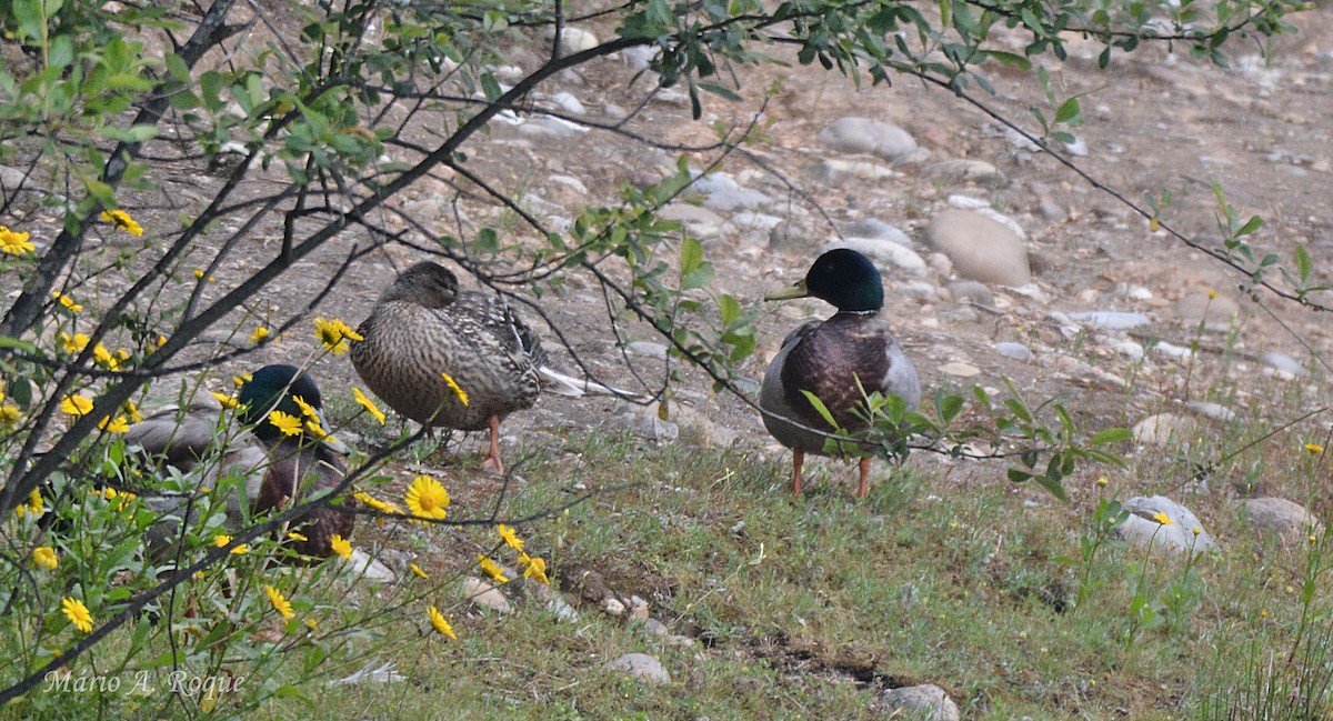 Mallard - ML635776045