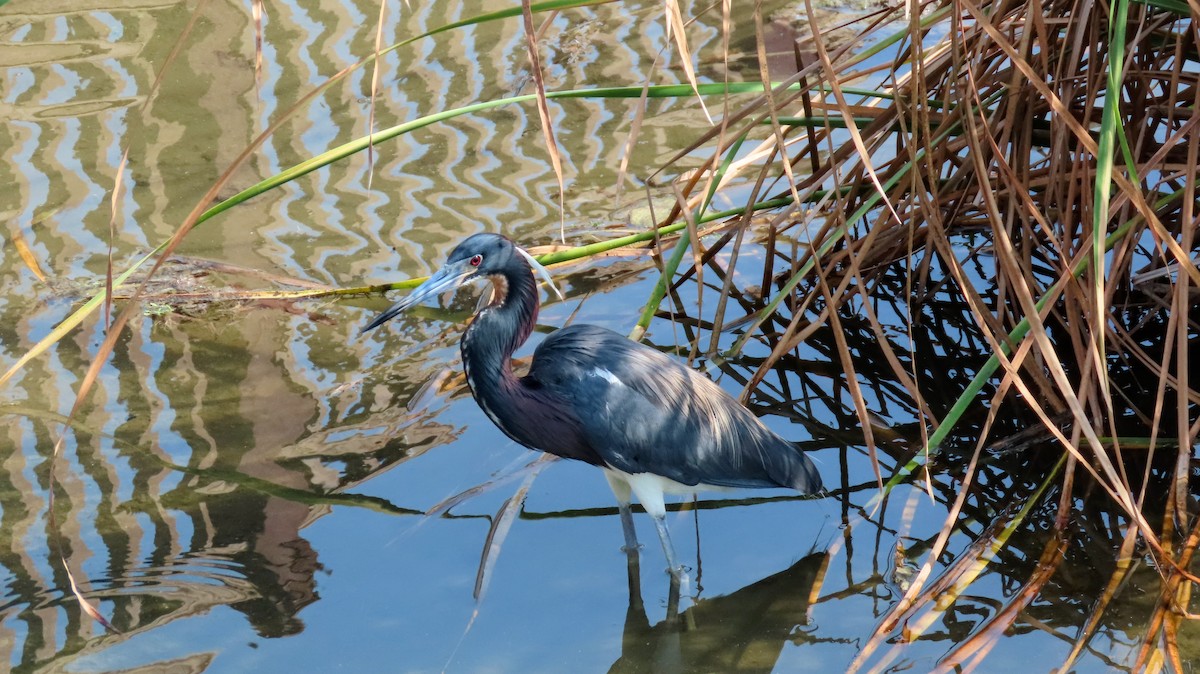 Tricolored Heron - ML635776124