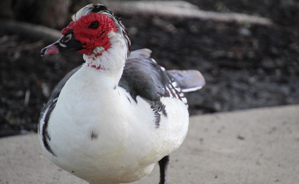 Canard musqué (forme domestique) - ML635776300