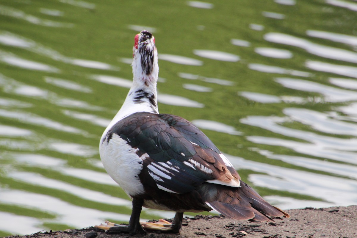 Canard musqué (forme domestique) - ML635776302