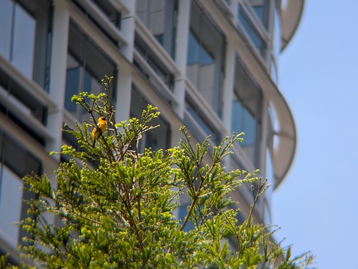 Hooded Oriole - ML635776535