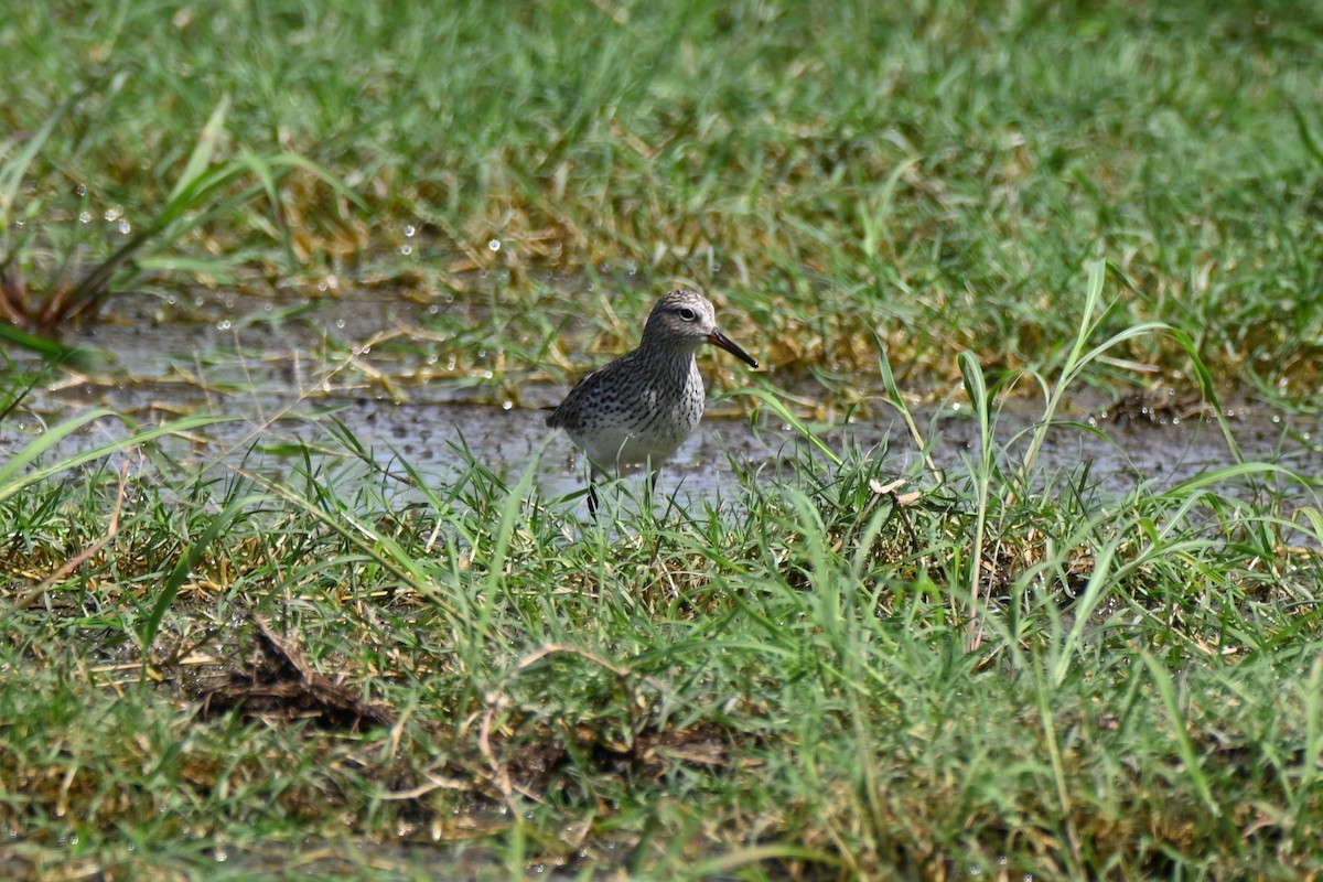 White-rumped Sandpiper - ML635776768