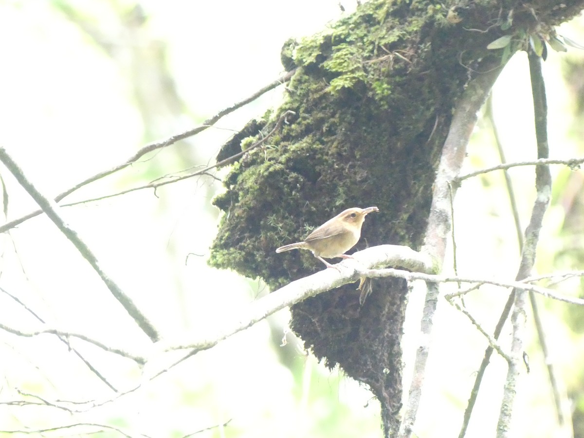 Ochraceous Wren - ML635776899