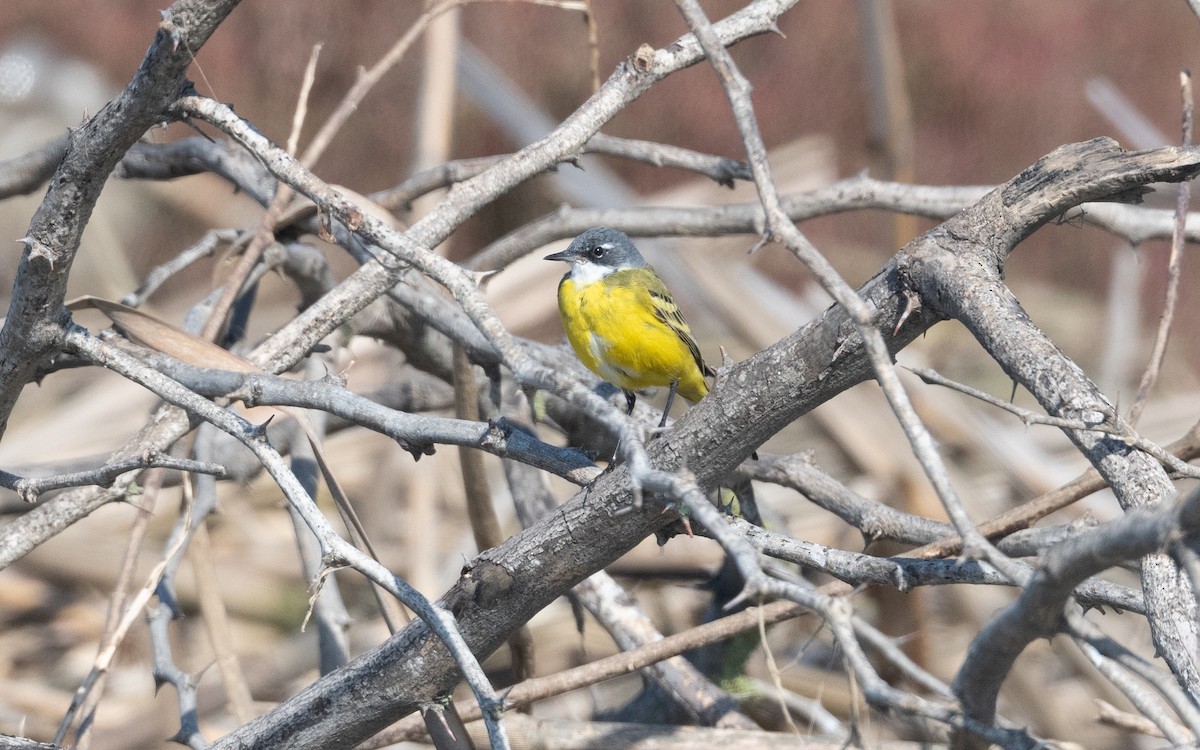 Western Yellow Wagtail - ML635777023