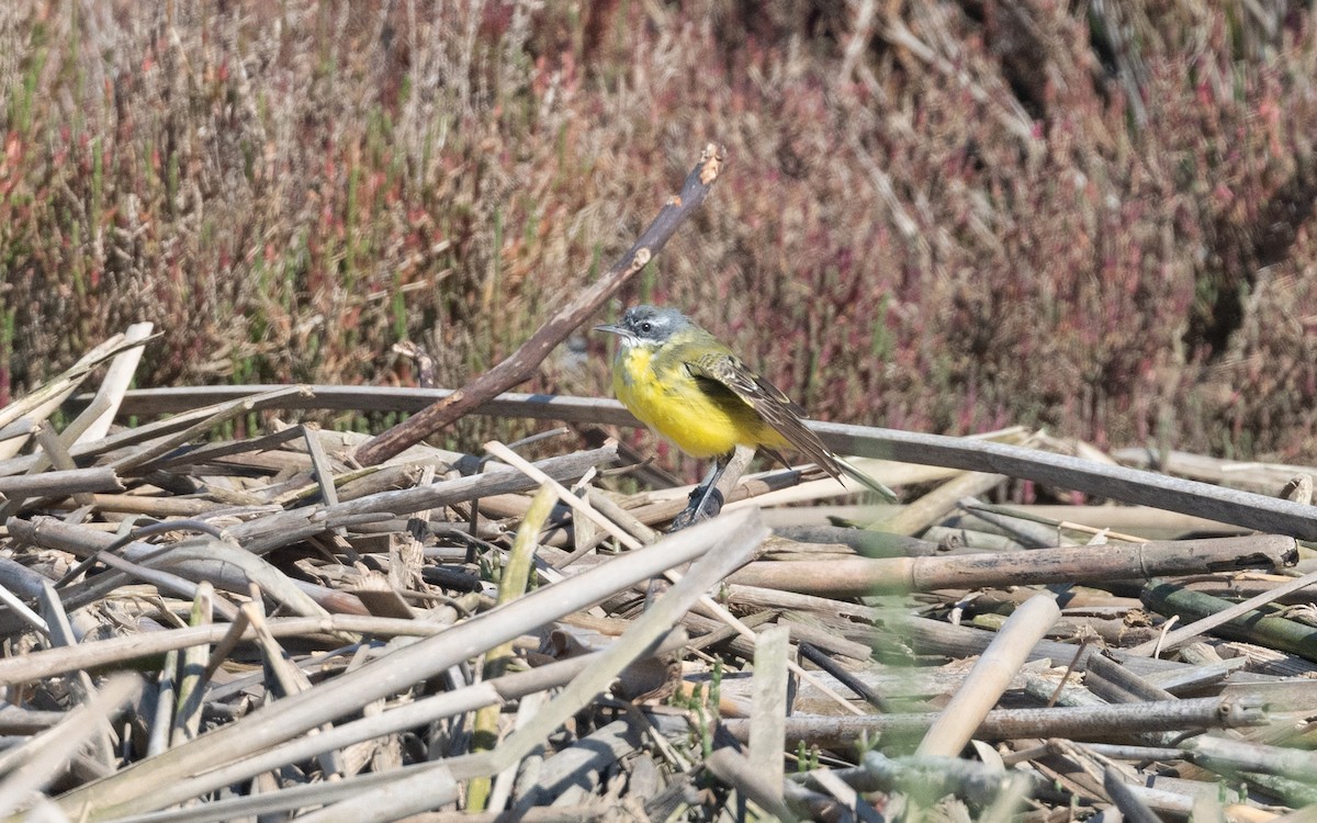 Western Yellow Wagtail - ML635777024