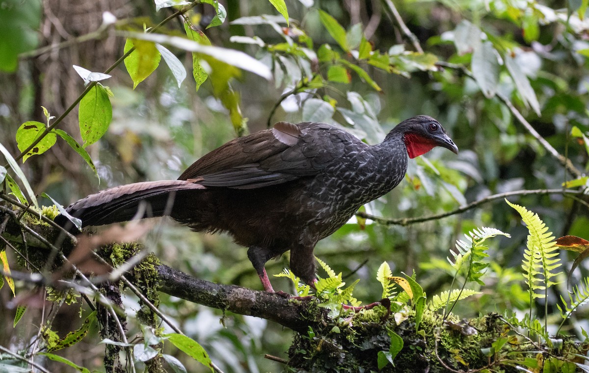 Cauca Guan - ML635777154