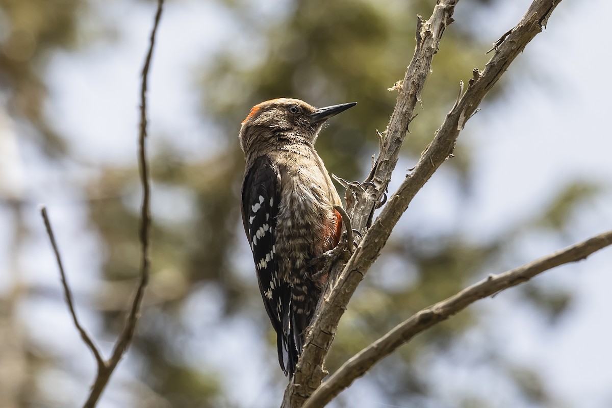 Arabian Woodpecker - ML635777224