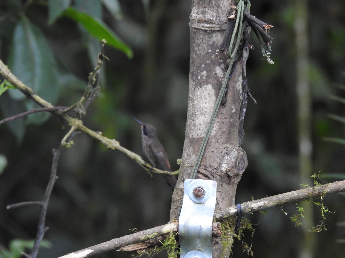 Brown Violetear - ML635777264
