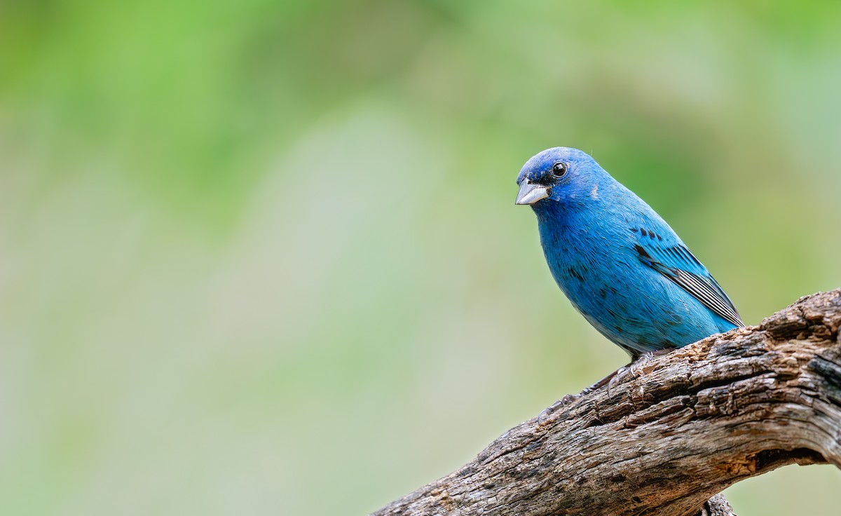 Indigo Bunting - ML635777334