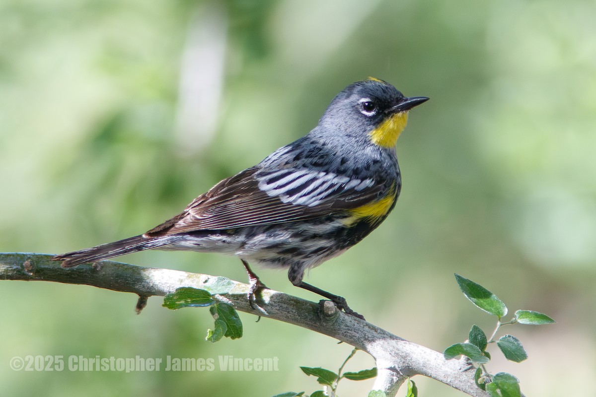 Yellow-rumped Warbler (Audubon's) - ML635777374