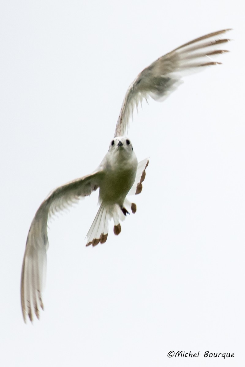 Little Gull - ML63577761