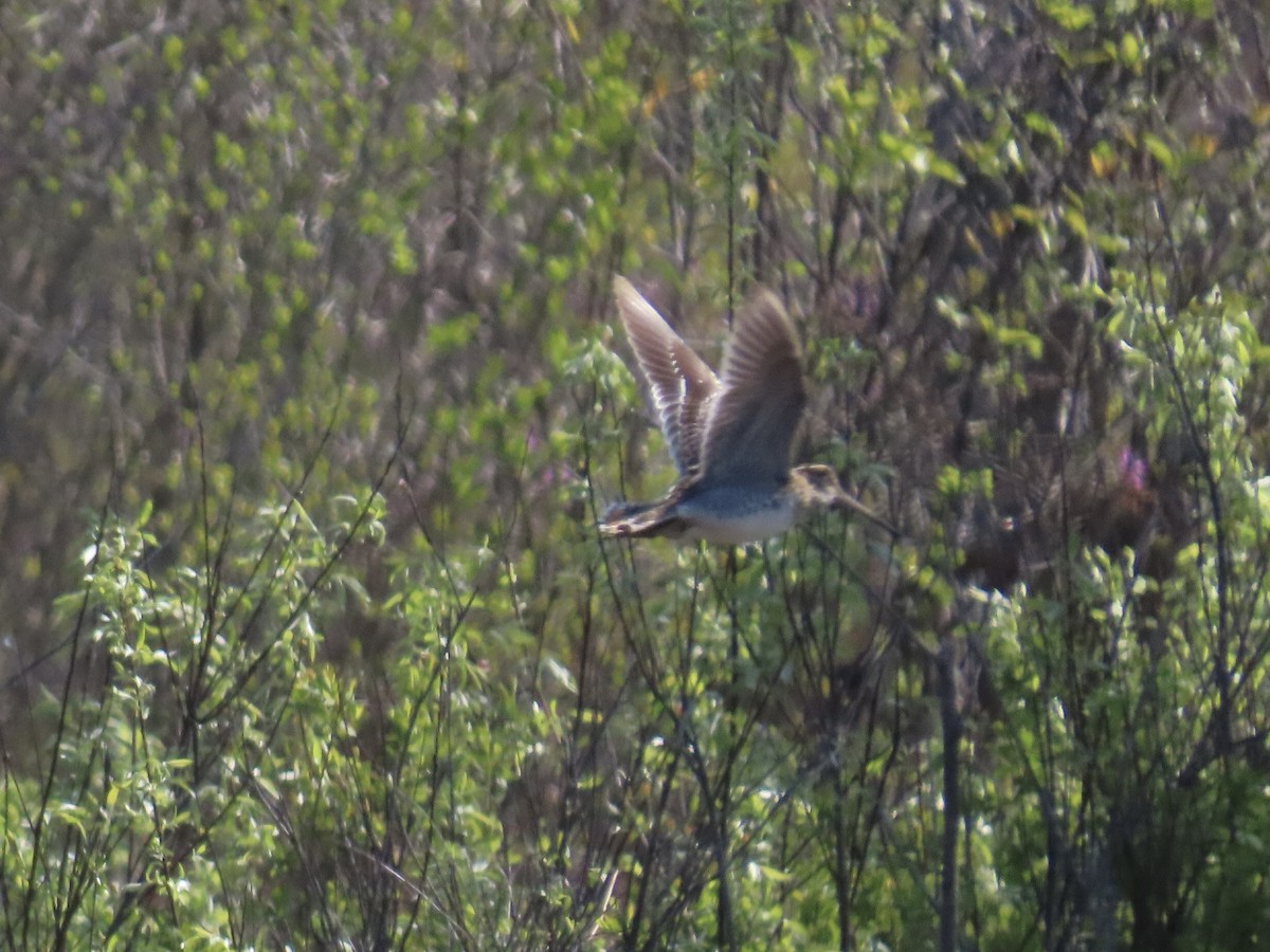Wilson's Snipe - ML635777657