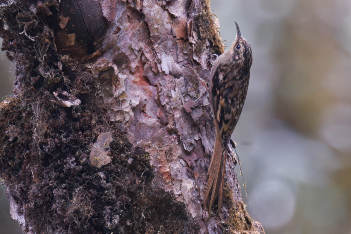 Rusty-flanked Treecreeper - ML635777679