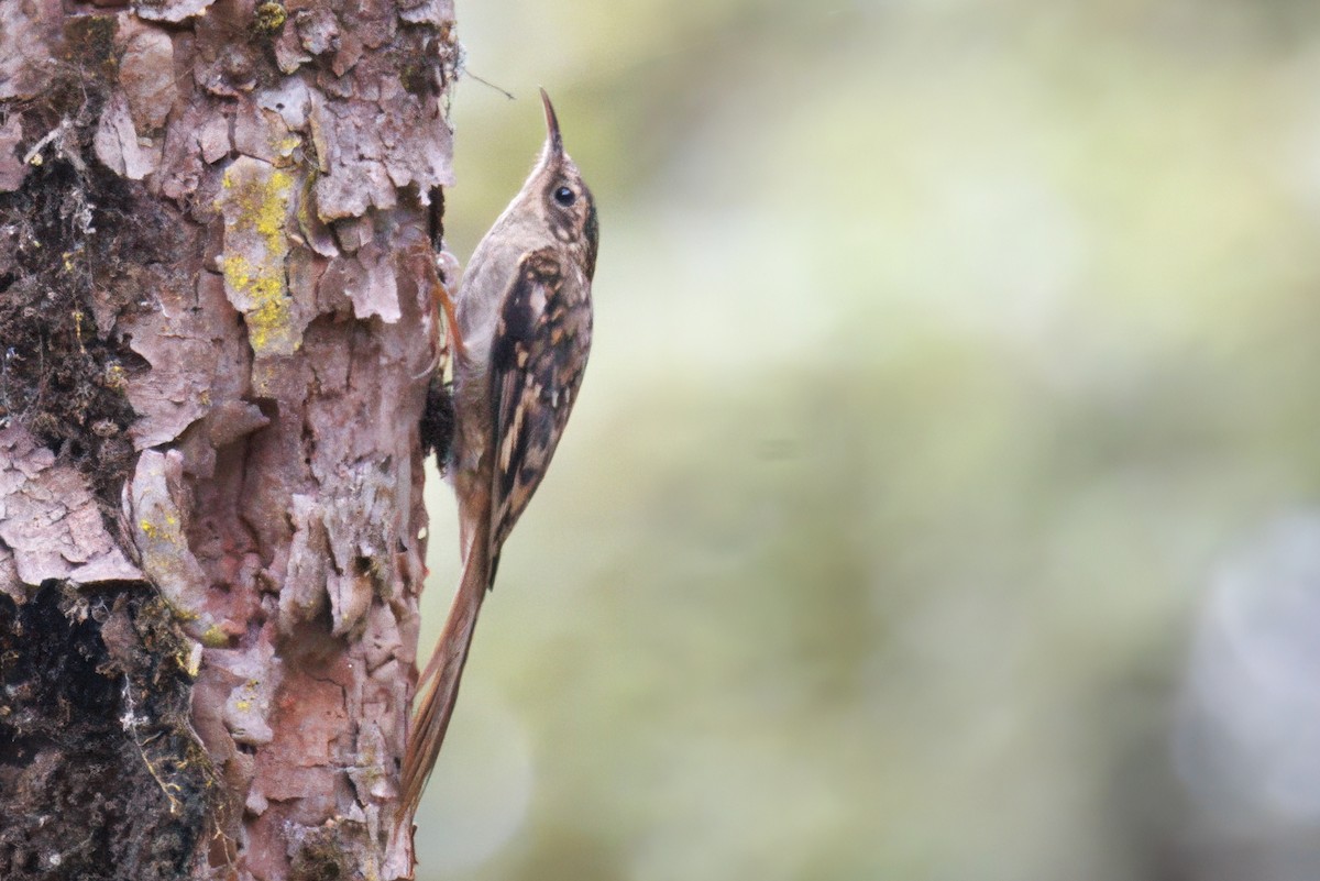 Rusty-flanked Treecreeper - ML635777680