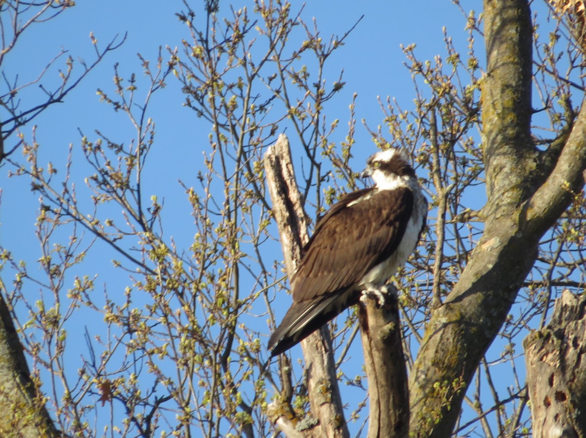 Osprey - ML635777685