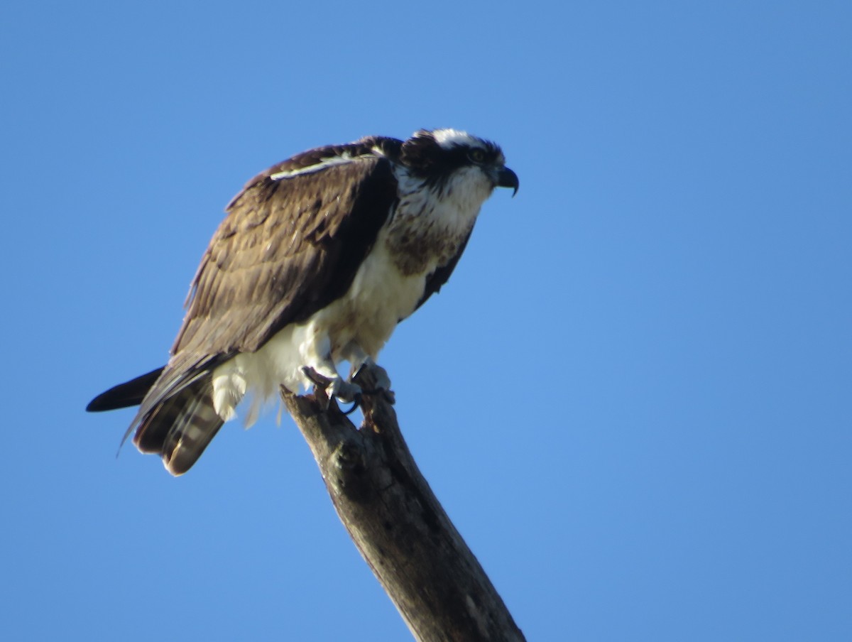 Osprey - ML635777715