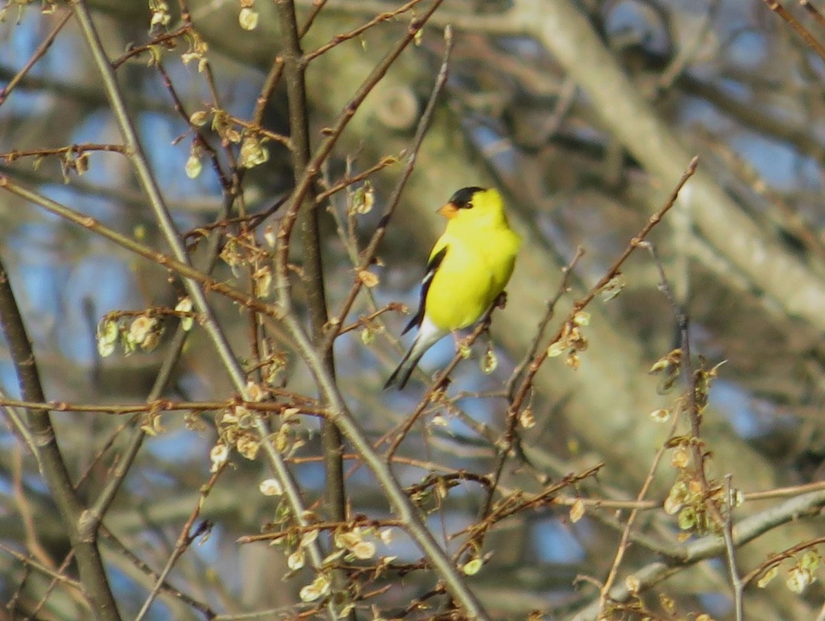 American Goldfinch - ML635777737