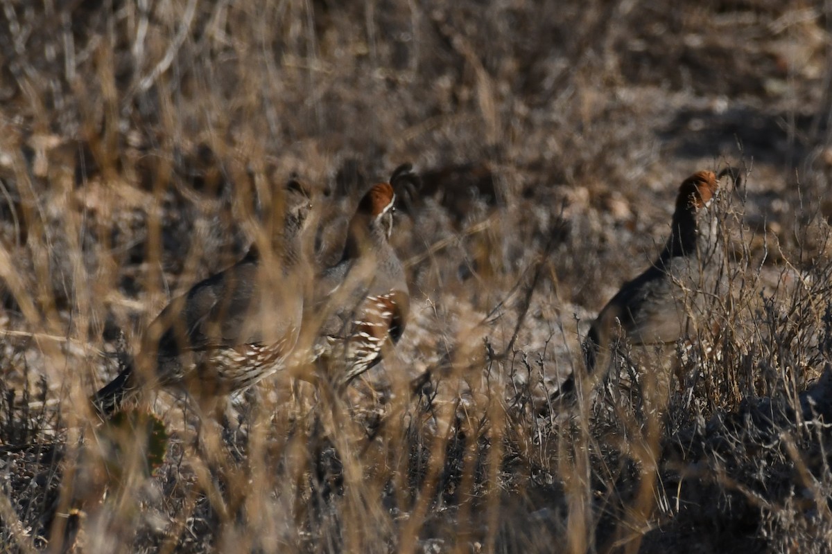 Gambel's Quail - ML635777746