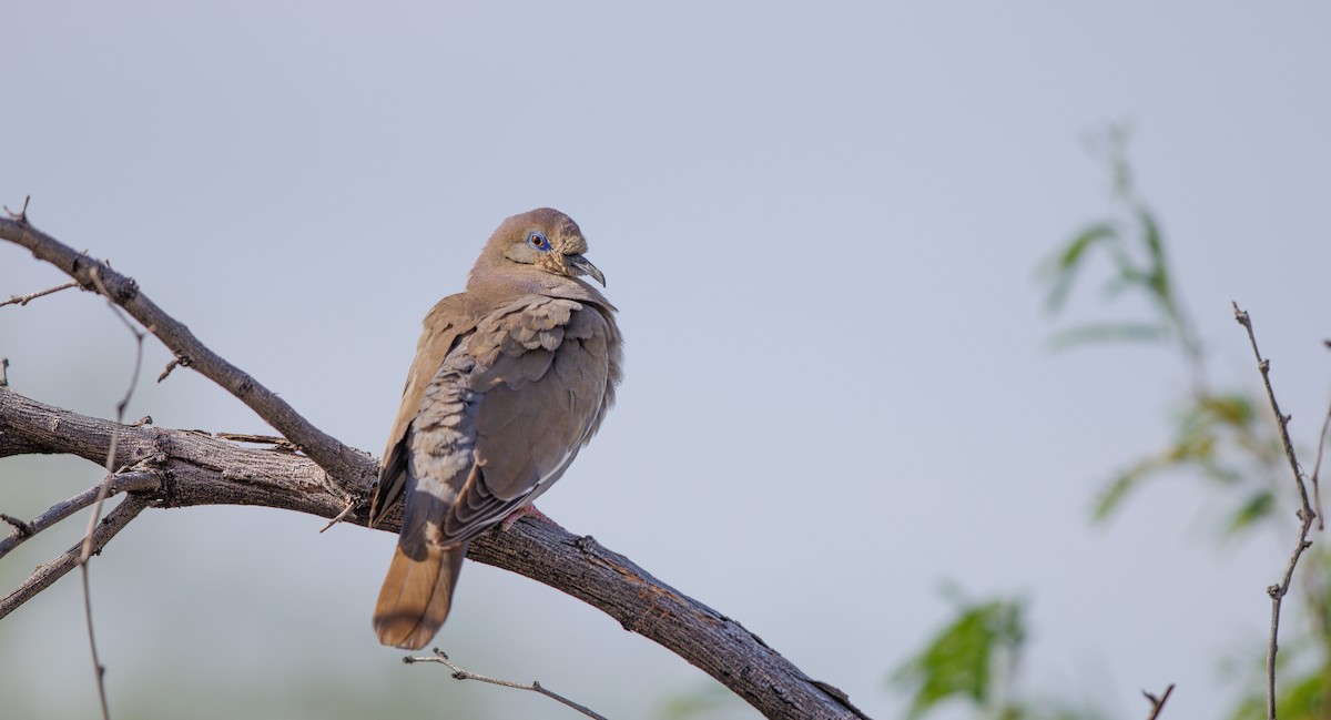 White-winged Dove - ML635777819