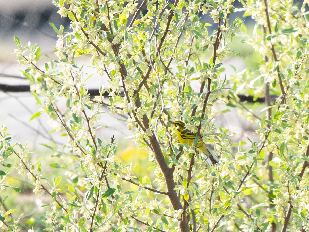 Prairie Warbler - ML635777880