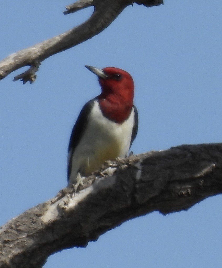 Red-headed Woodpecker - ML635777944