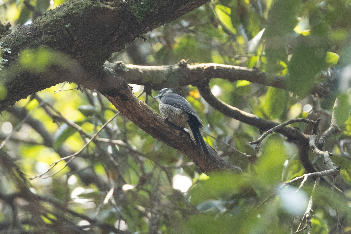 Strickland's Woodpecker - ML635777970