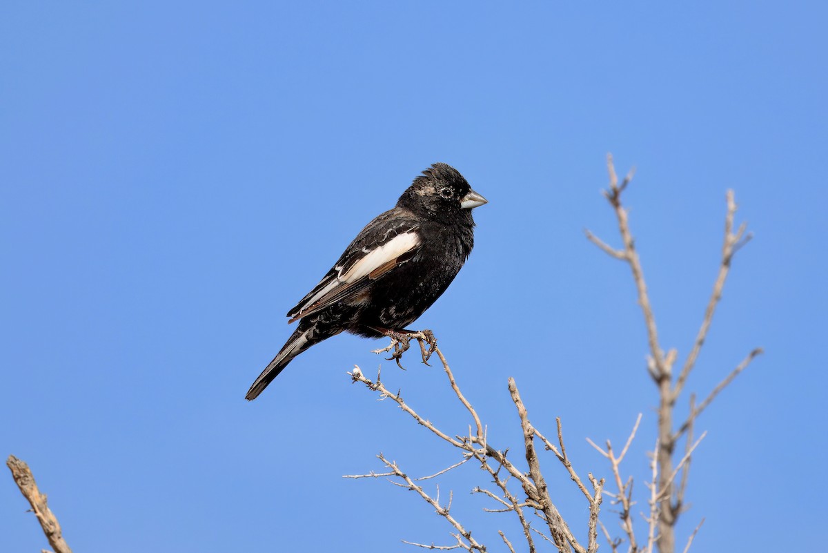 Lark Bunting - ML635777979