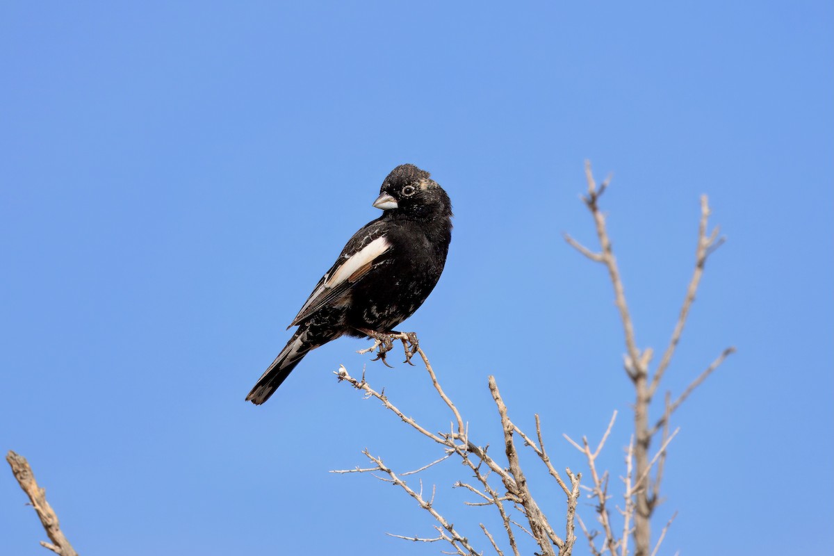 Lark Bunting - ML635777984
