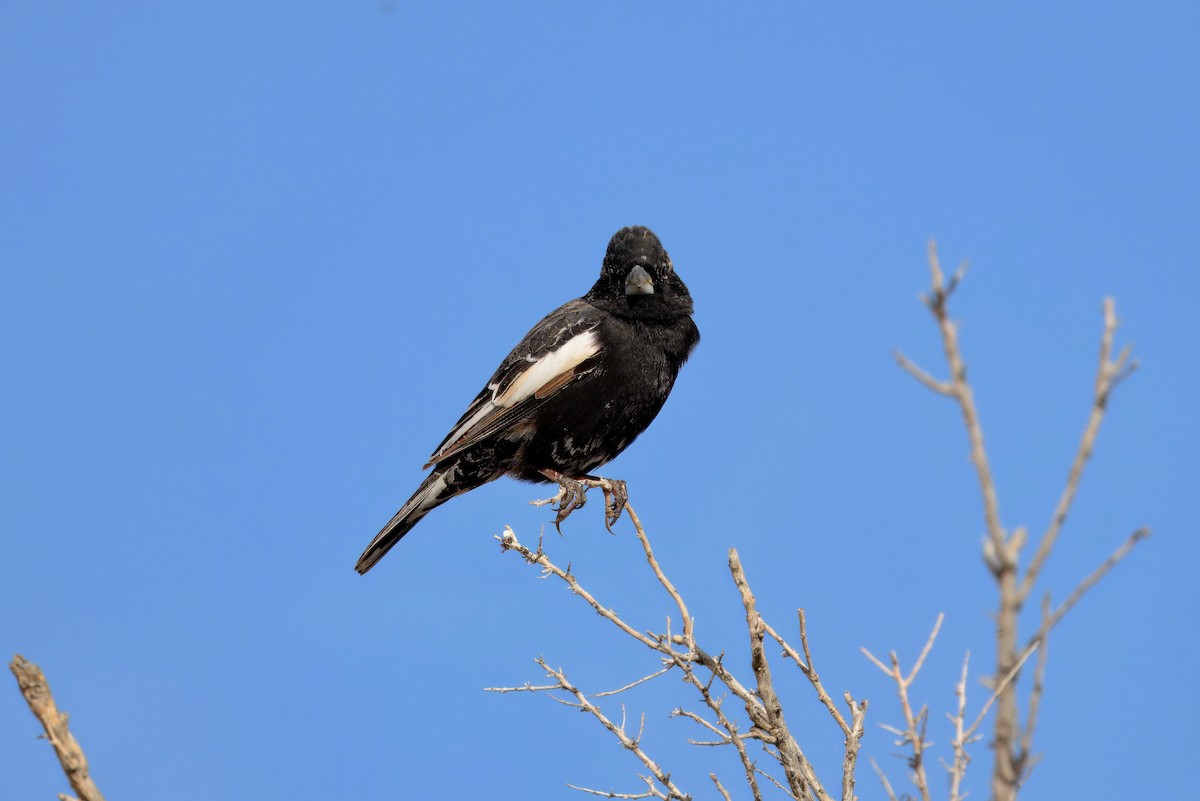 Lark Bunting - ML635777995