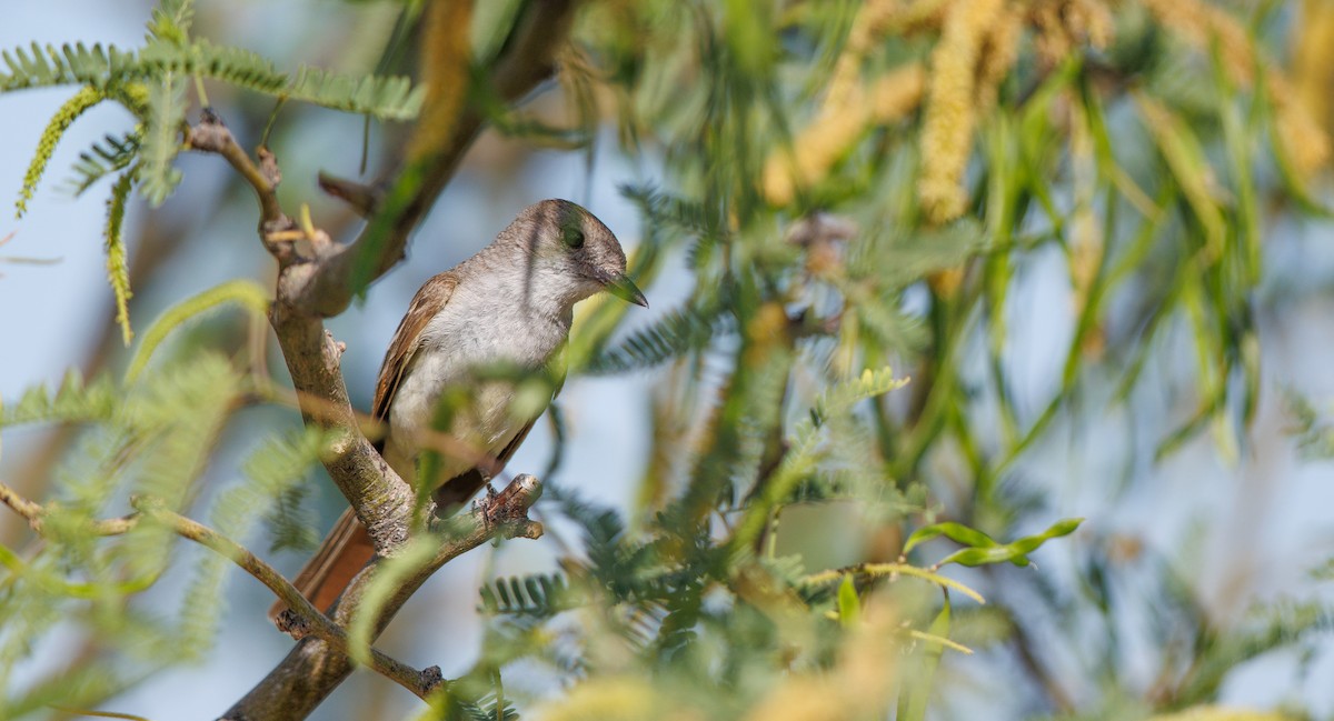 Ash-throated Flycatcher - ML635778005