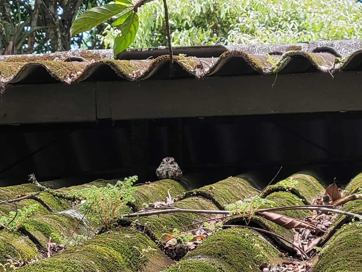 White-tailed Nightjar - ML635778075