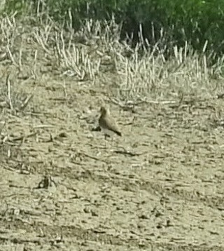 Mountain Plover - ML635778122