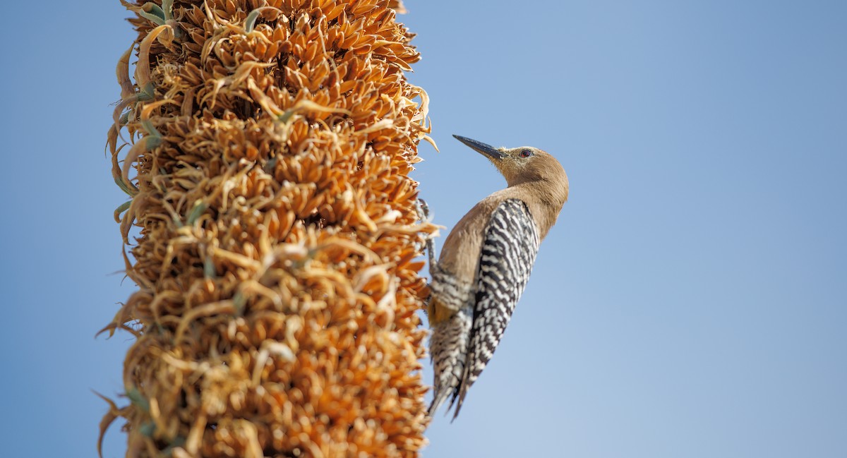 Gila Woodpecker - ML635778159