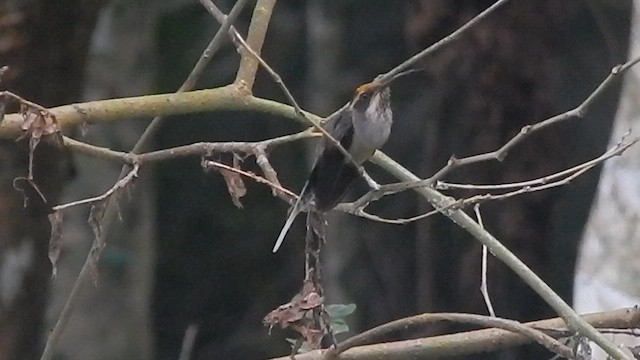Scale-throated Hermit - ML635778162