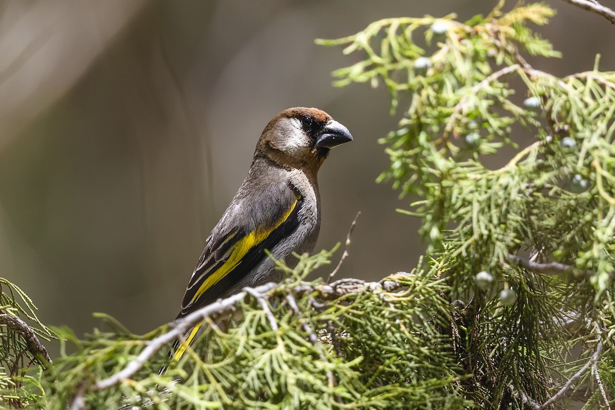 Arabian Grosbeak - ML635778166