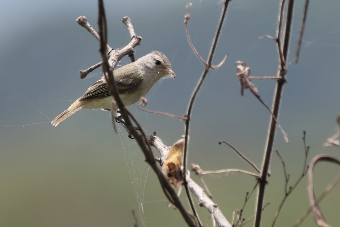 Tyranneau passegris - ML635778217
