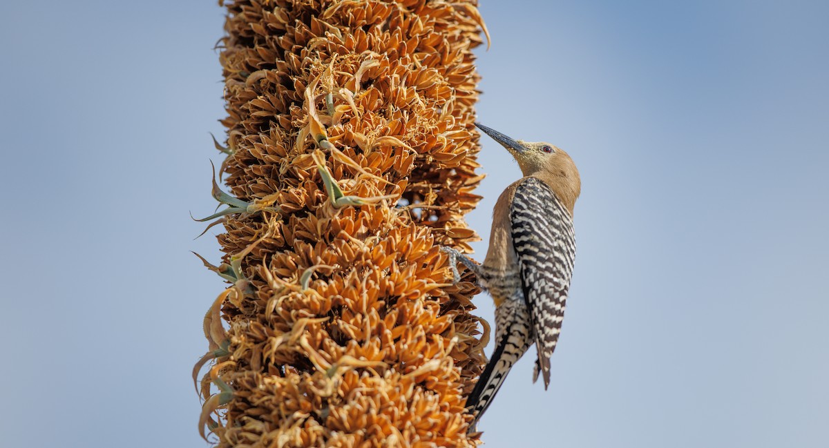 Gila Woodpecker - ML635778281