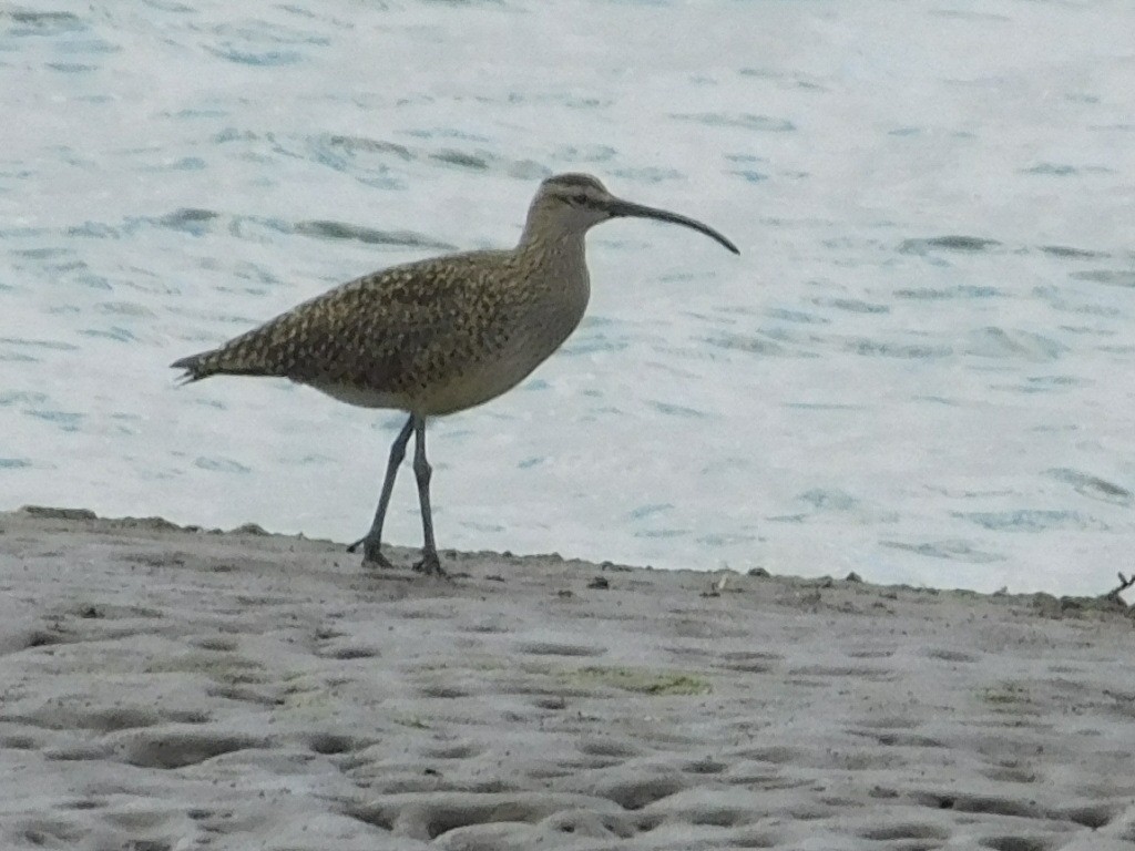 美洲中杓鷸 - ML635778289