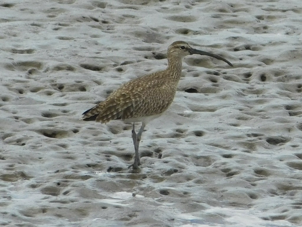 美洲中杓鷸 - ML635778326