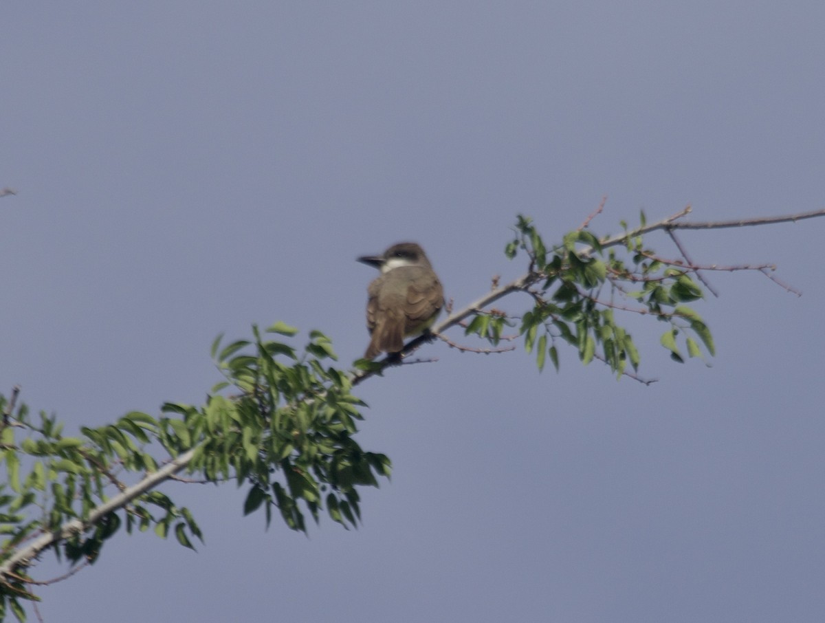 Thick-billed Kingbird - ML635778330