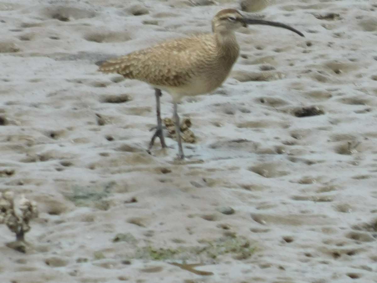 美洲中杓鷸 - ML635778390