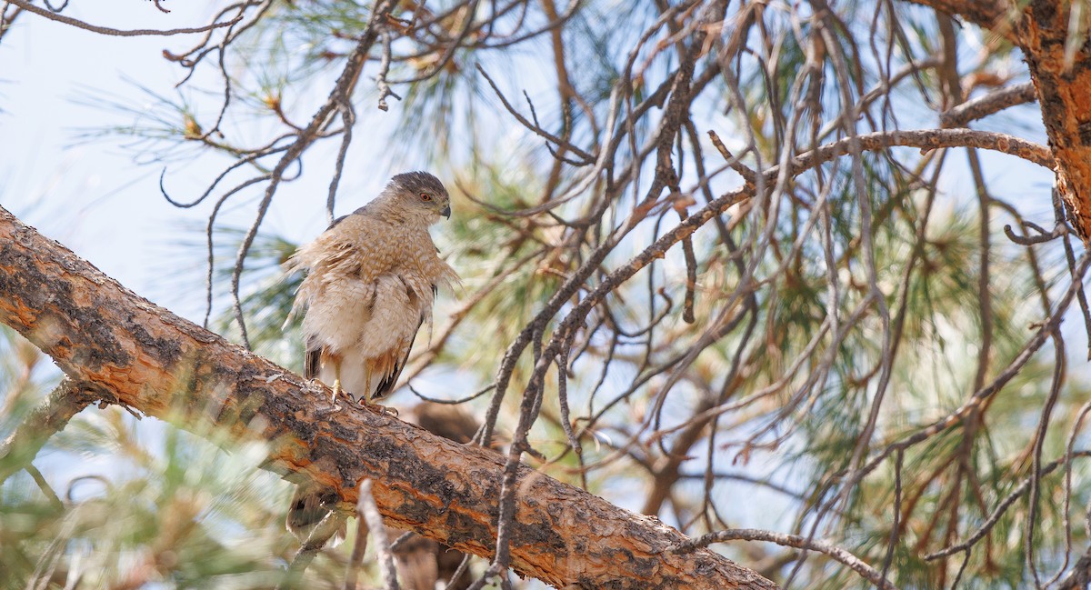 Cooper's Hawk - ML635778430