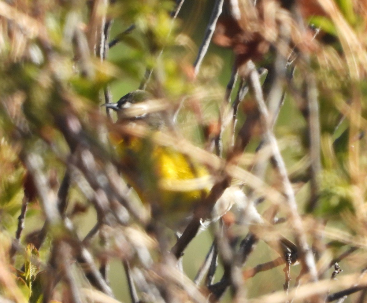 Yellow-breasted Chat - ML635778431